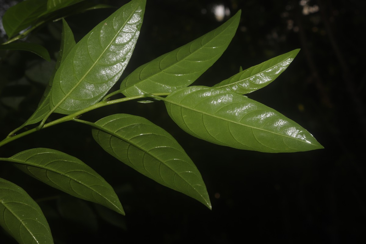 Cestrum nocturnum L.